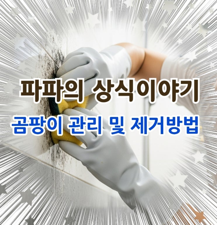  여름철 곰팡이 관리방법과 제거방법 알아보기!!