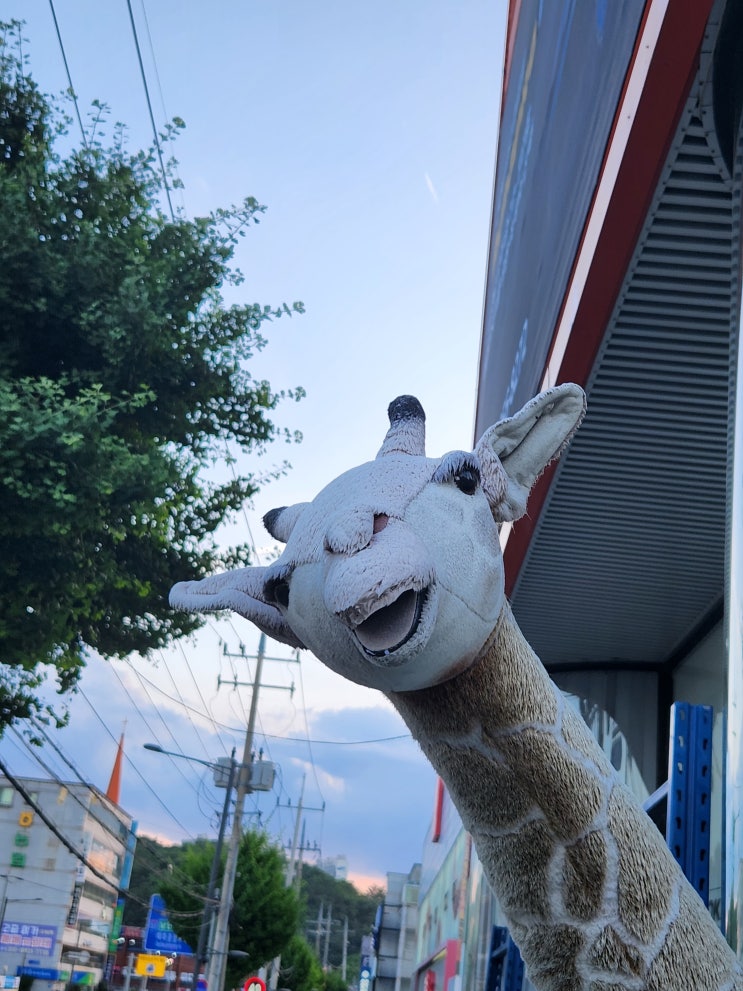 안동 태화동 다이소 주변 티스테이션 기린인형과 구름한점