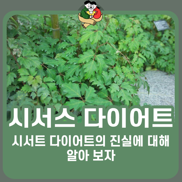 시서스 다이어트의 진실 (시서스 가루 효과)