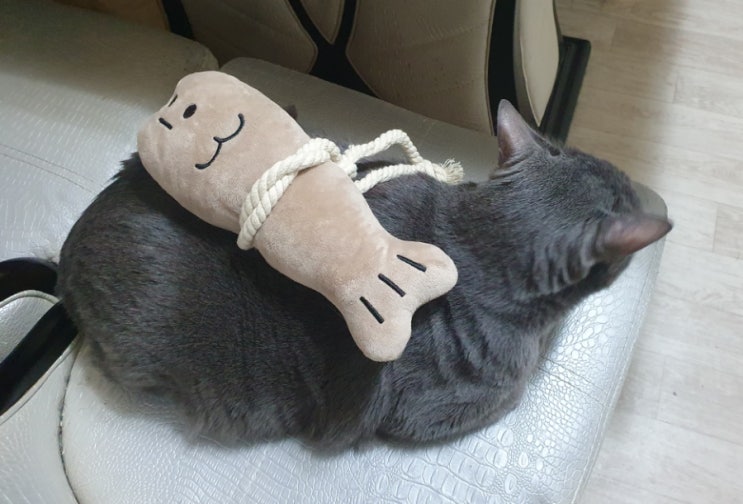  [일상] 뭐 했다고 1년의 반이 지나갔지? 떠올려보자...