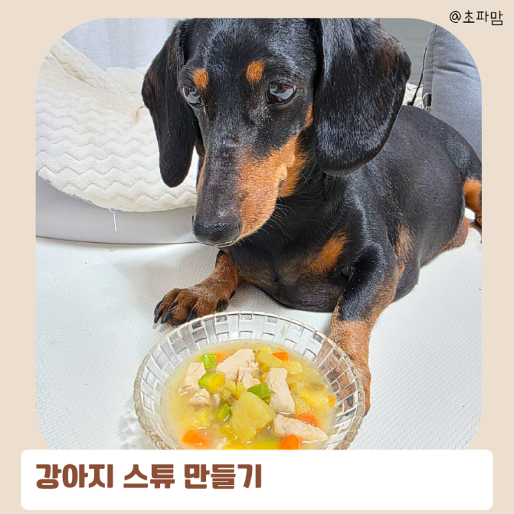  간단한 강아지 요리 스튜 만드는 방법