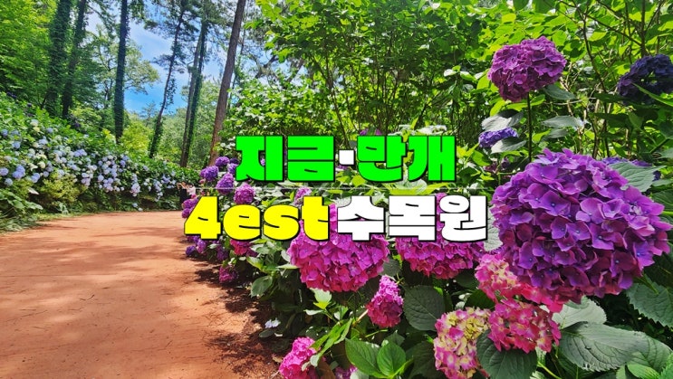 지금~주말까지 현재 환상적인 만개시기 · 전남 해남 포레스트 수목원 수국축제 · 카페 4est 맛집 지금~주말까지 현재 환상적인 만개시기 · 전남 해남 포레스트 수목원 수국축제 · 카페 4est 맛집