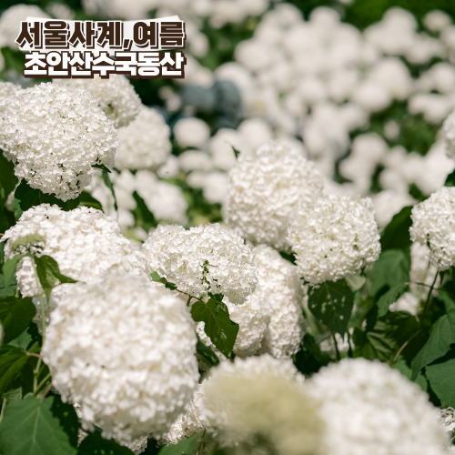 서울 수국명소 초안산수국동산 주차 위치 실시간 개화상태