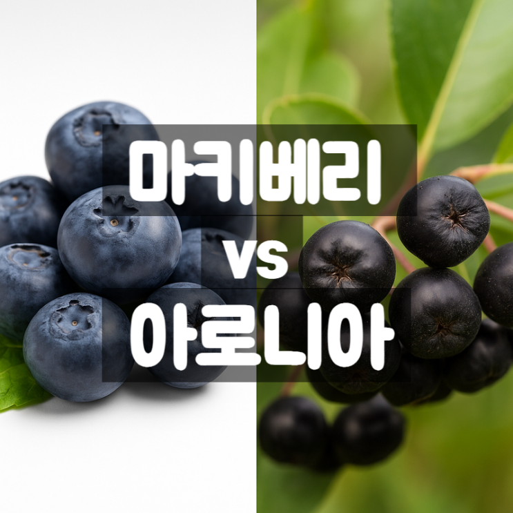  마키베리 vs 아로니아 효능 비교 - 항산화 끝판왕은 누구?