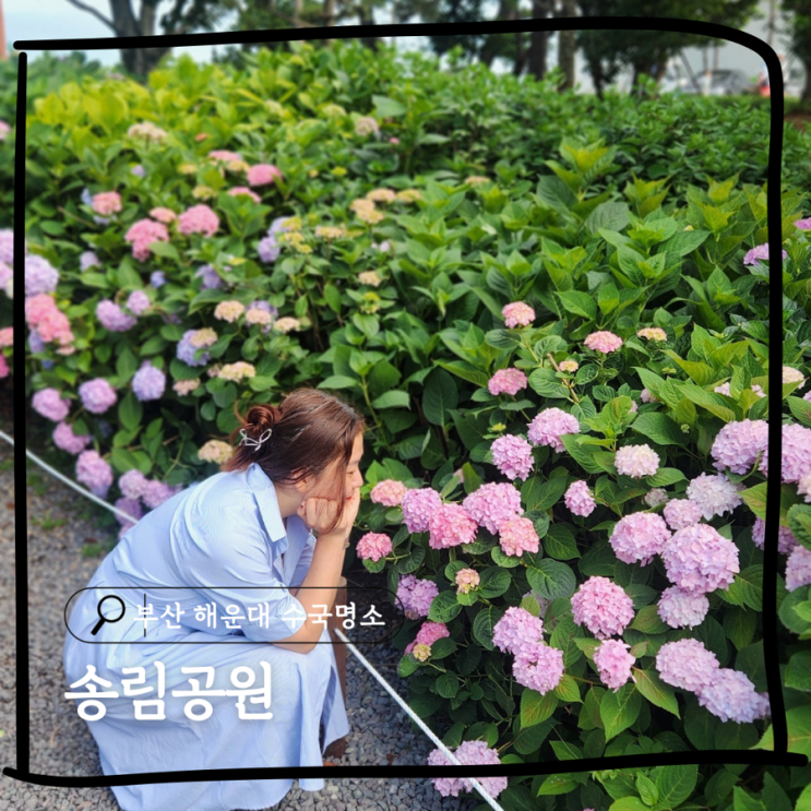  부산 해운대 수국명소 송림공원 개화시기 및 주차장