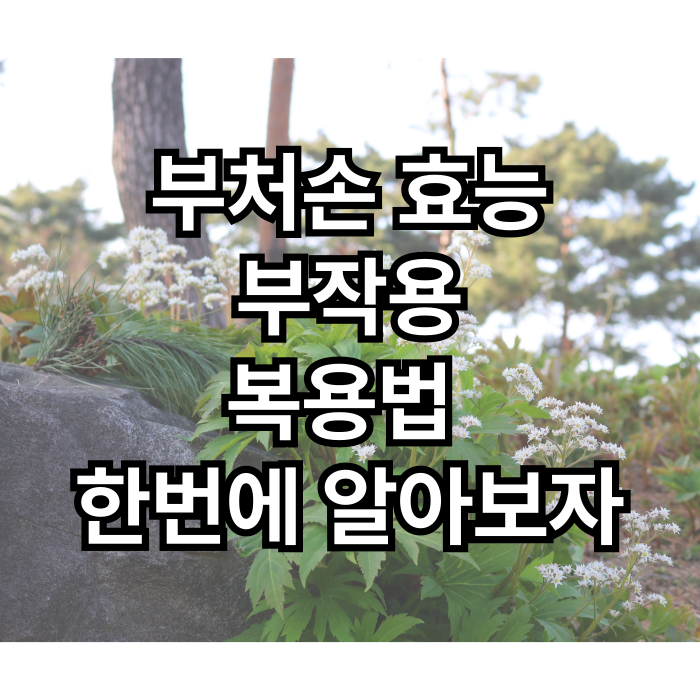  부처손 효능 부작용 복용법 한번에