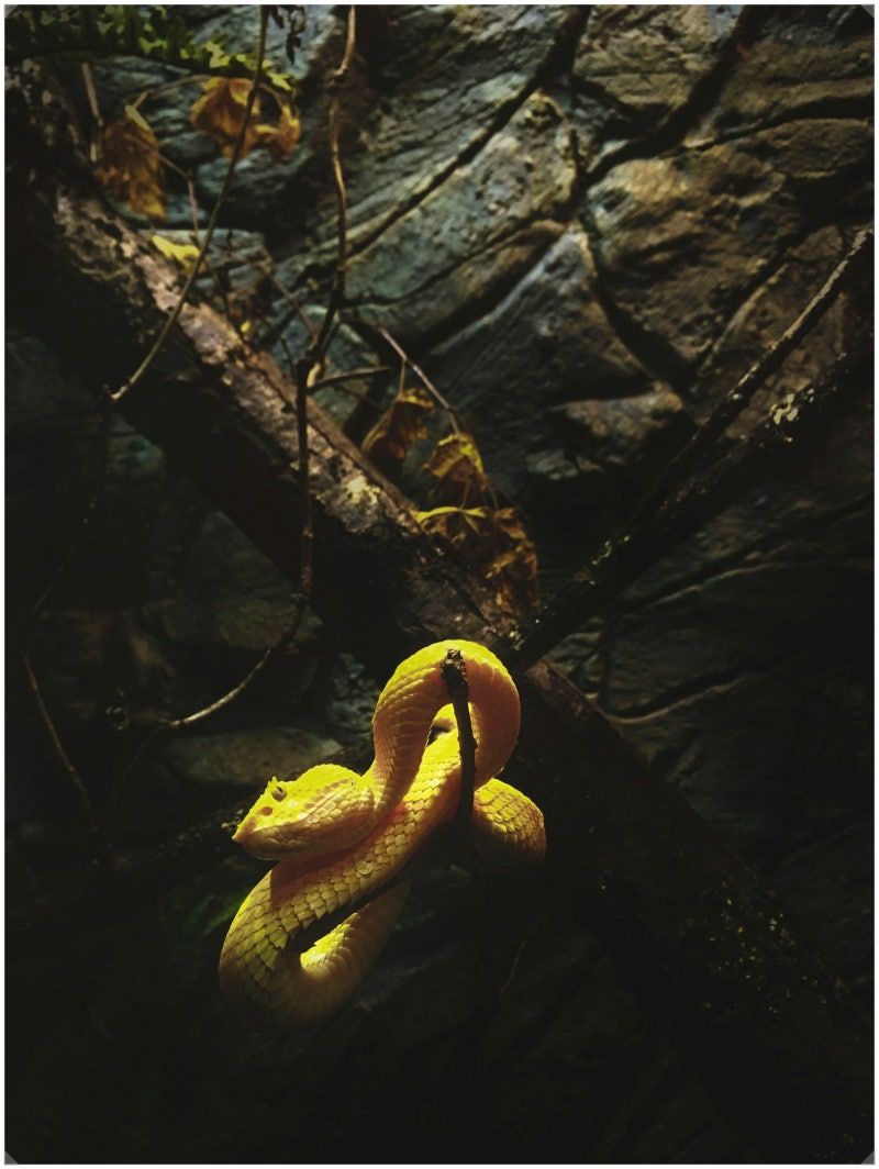 노란 뱀 나오는 꿈 상황별 15가지 꿈풀이