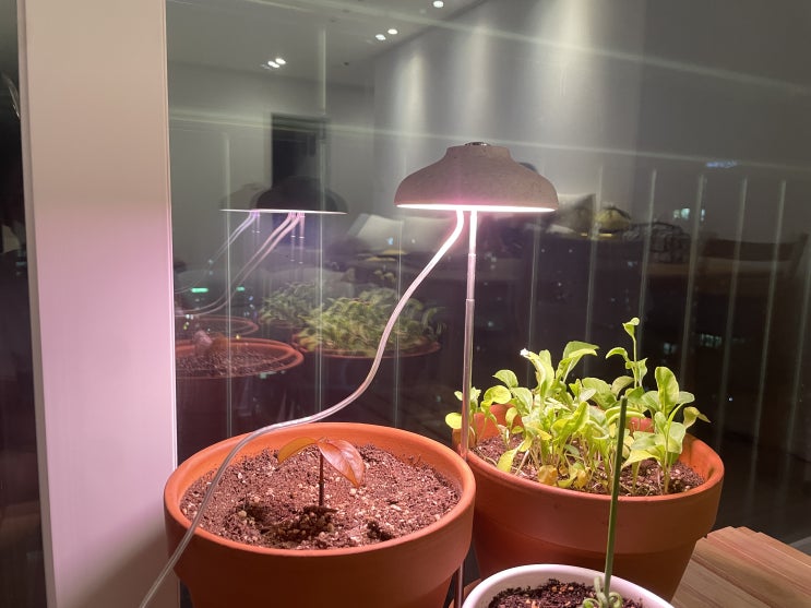 (내돈내산 실사용기) 파인굿즈 USB 식물 LED 성장조명
