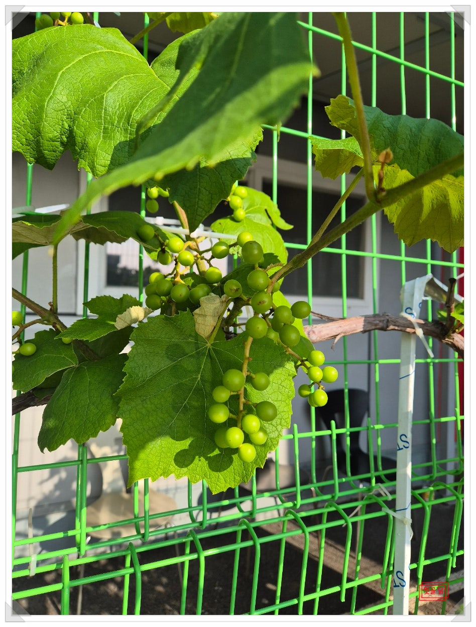 묏골닭오리백숙 사진 5