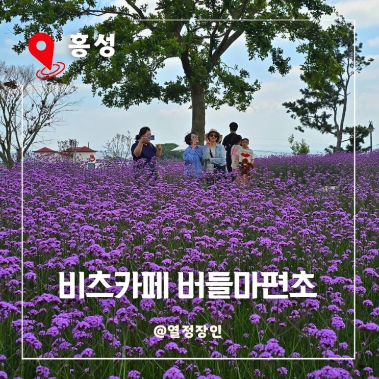 홍성 비츠 카페 샤스타데이지보다 버들 마편초