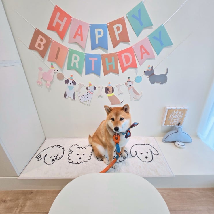  강아지 생일파티 수제 케이크 후기｜인천 송도 반려견 맞춤 케이크 전문점 ‘케이킁’ 예약부터 수령까지