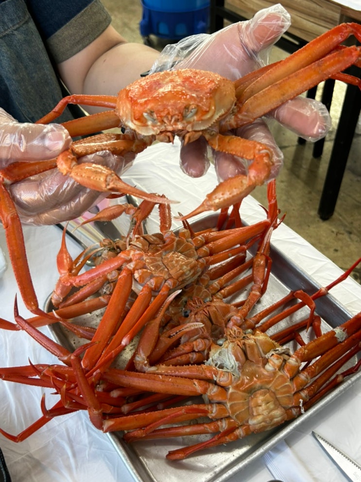 속초 홍게무한리필 맛집 홍게와 오징어포회 오징어 맛집 해원 홍게무한리필 속초본점