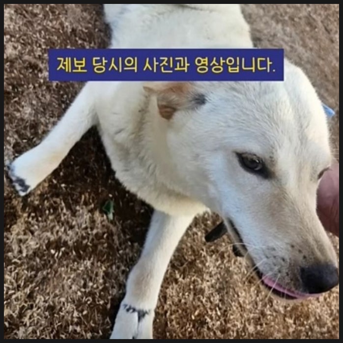 네 발 잘린 백구 그리고 성선설 성악설 네 발 잘린 백구 그리고 성선설 성악설