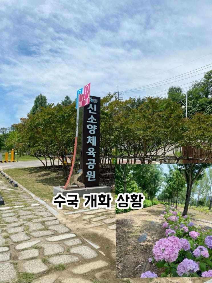 합천 신소양 체육공원수국 개화 상황