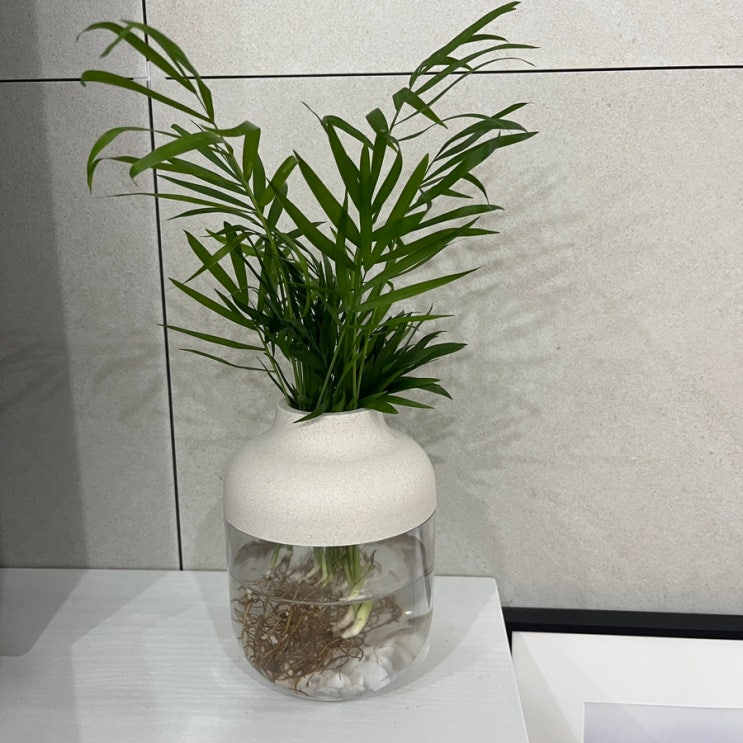  수경식물 키우기 수경재배식물 인테리어 추천