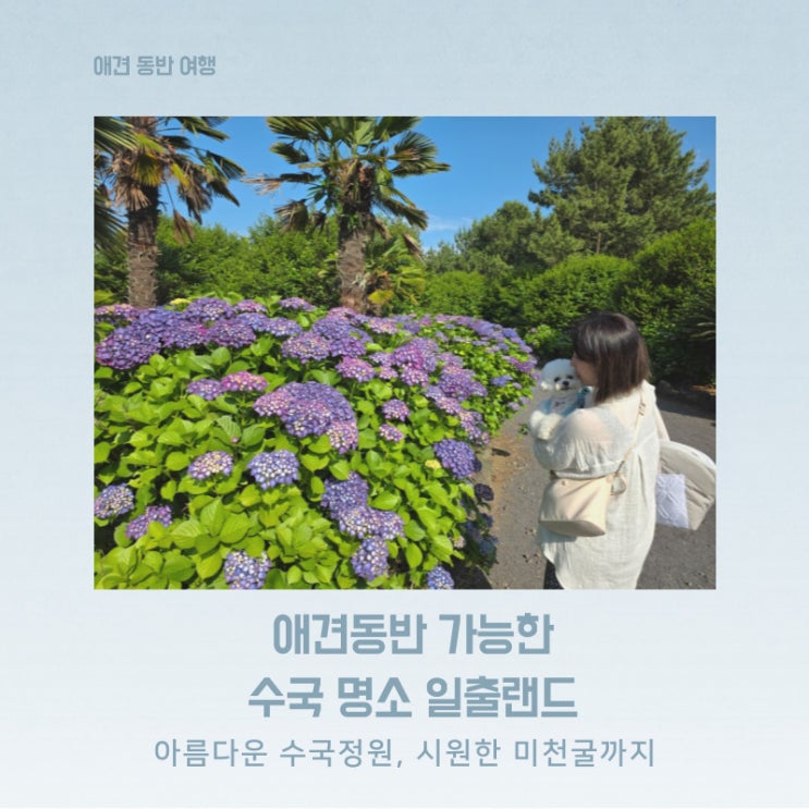 애견동반가능한 제주 서귀포 동쪽 수국 명소 일출랜드 시원한 미천굴까지