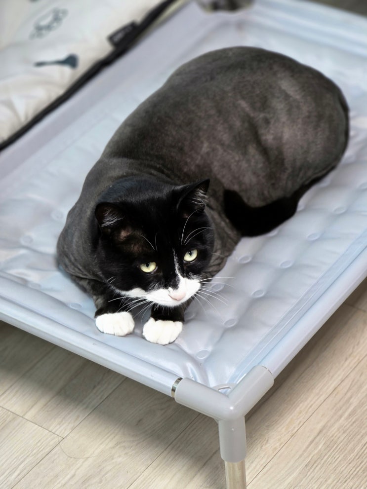 고양이 목욕 꼭 해야 할까요? 필요성 및 주의사항