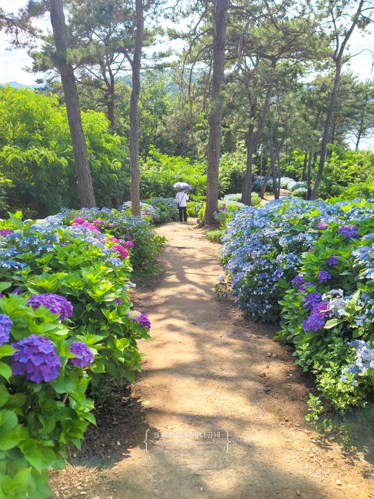  나주 느러지전망대 수국 개화 상황 6월 20일 목포 광주 근교 수국 명소