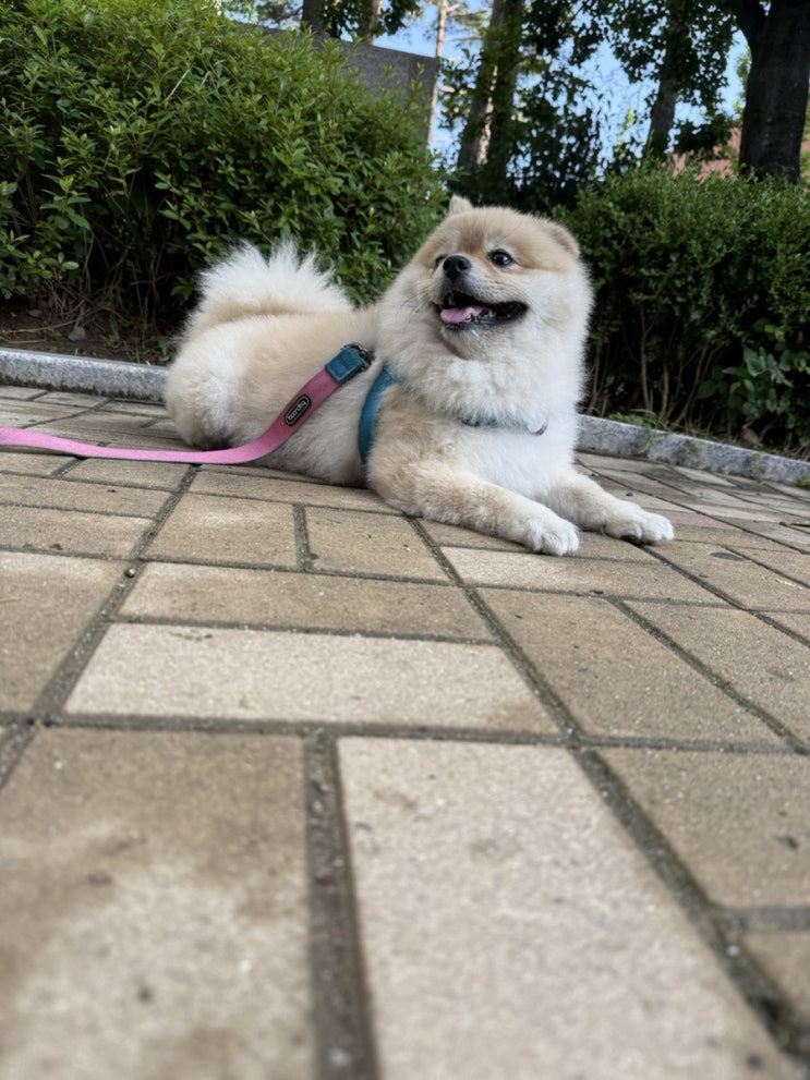 사랑둥이 포메라니안 구리일상