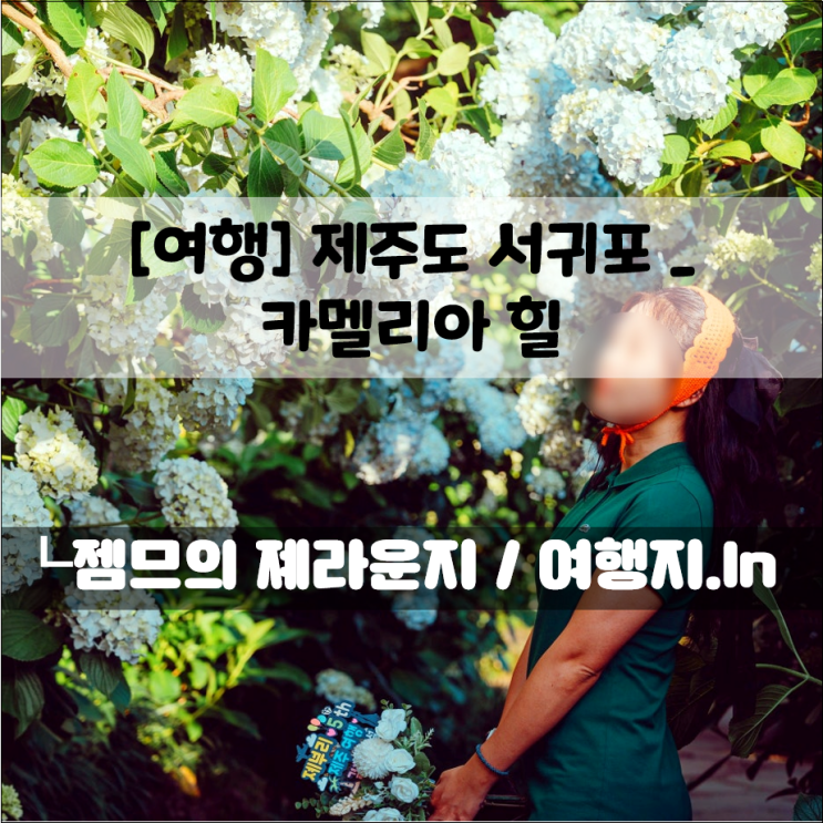  서귀포 가볼만한곳, 카멜리아힐 | 제주 수국 축제 즐기기 좋은 서귀포 여행 코스