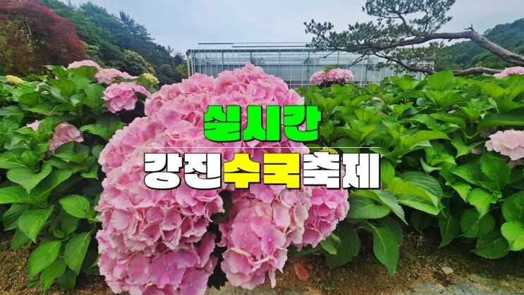 전남 강진 수국 축제 실시간 개화상황 · 보은산 브이랜드공원 강진수국길축제 개화시기 미리보기 전남 강진 수국 축제 실시간 개화상황 · 보은산 브이랜드공원 강진수국길축제 개화시기 미리보기