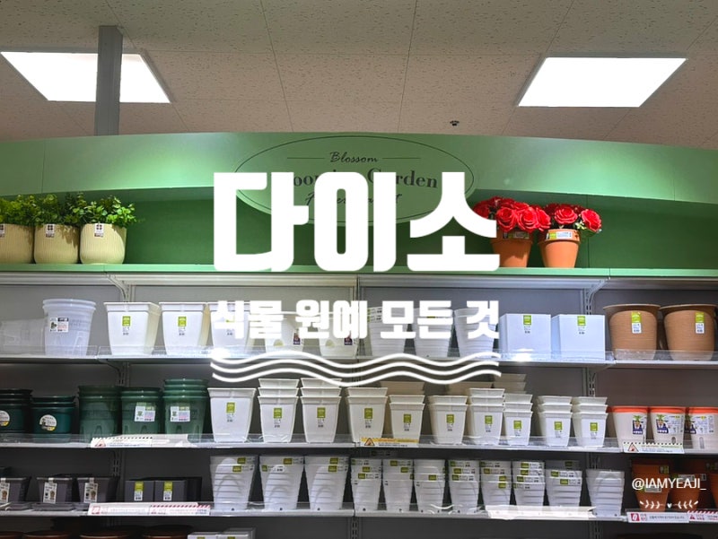 다이소 식물 키우기 재배 화분 화병 영양제 분갈이 원예 소품 모든 것