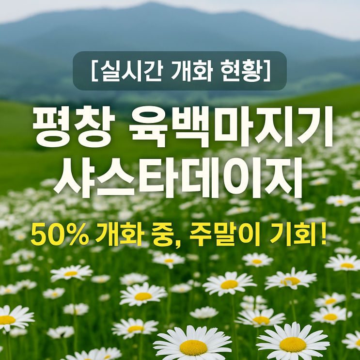  강원도 평창 육백마지기 샤스타데이지 지금 가도 될까? 아쉬웠던 6월 중순 실시간 후기