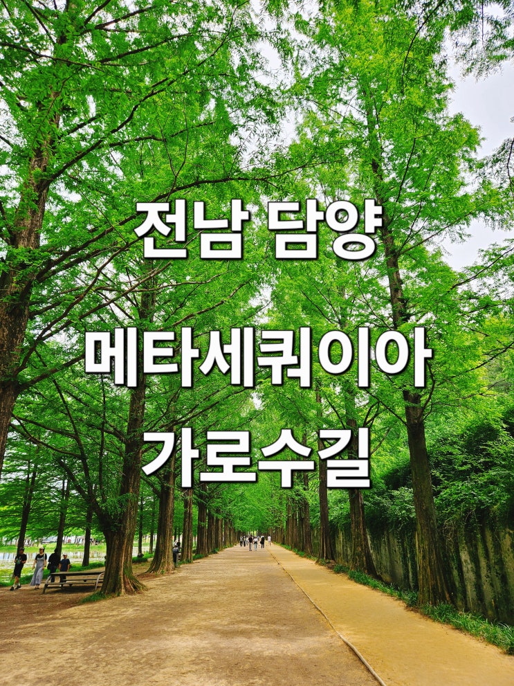  전남 담양 자연과 쉼이 있는 '메타세쿼이아 가로수길'