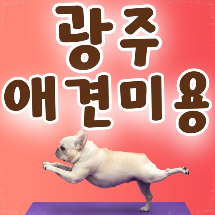  광주애견미용학원 전문가 배출이 되는 이유