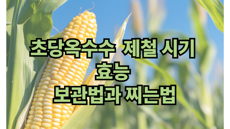  초당옥수수 제철 시기 먹는법 효능 보관법 찌는법