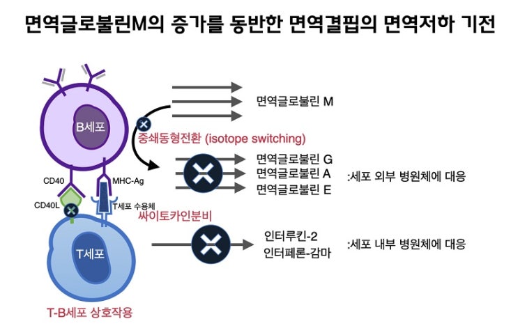 Hyper-IgM 증후군