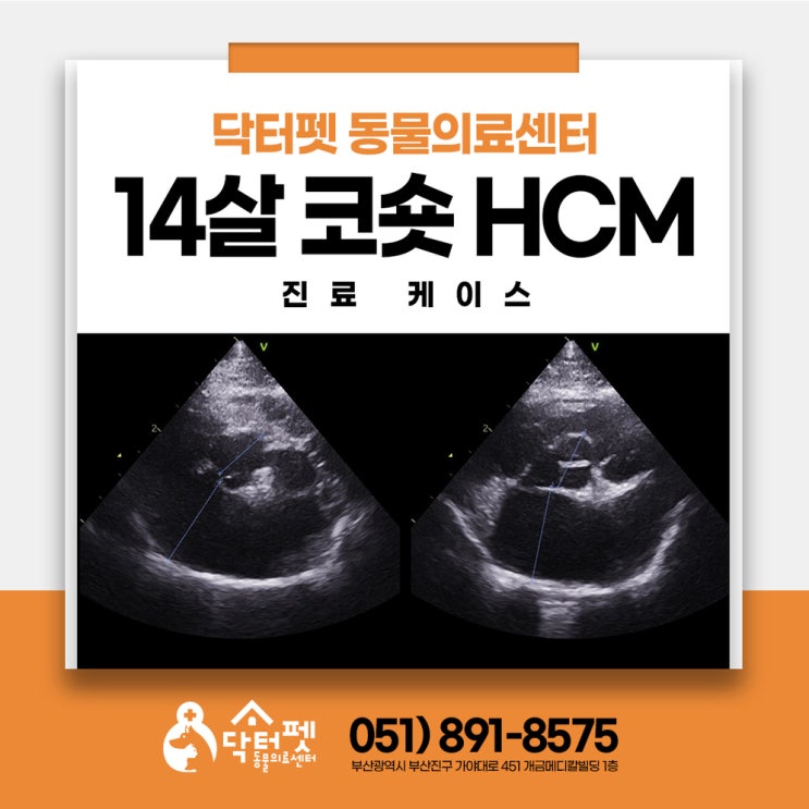  코숏 14살 노령묘 비대성심근병증 HCM 부산 고양이 심장병 관리 동물병원