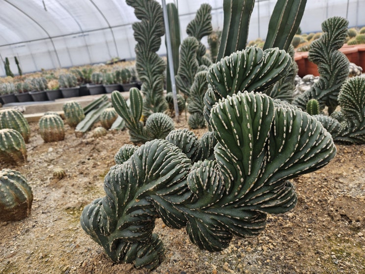  [광주 다육이] 백운각철화(Euphorbia lactea 'Cristata')