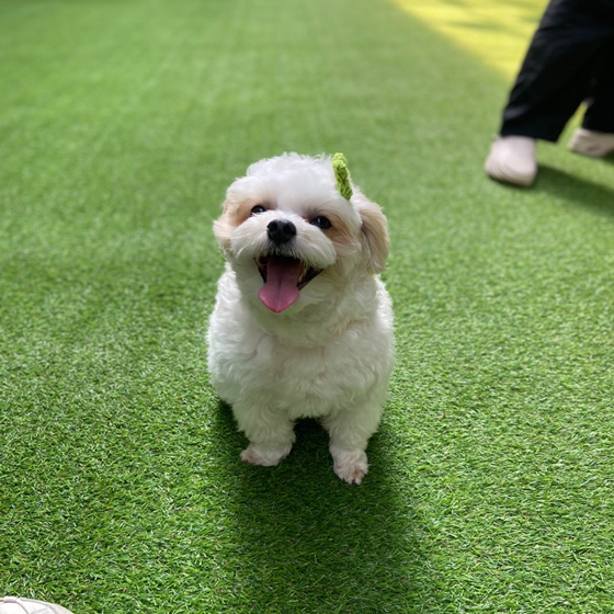  강아지 관절영양제 안챙기면 위험한 이유!