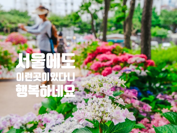 서울 수국 명소 초안산수국동산, 지금은 만개했으려나? (feat. 후지 X-T50)