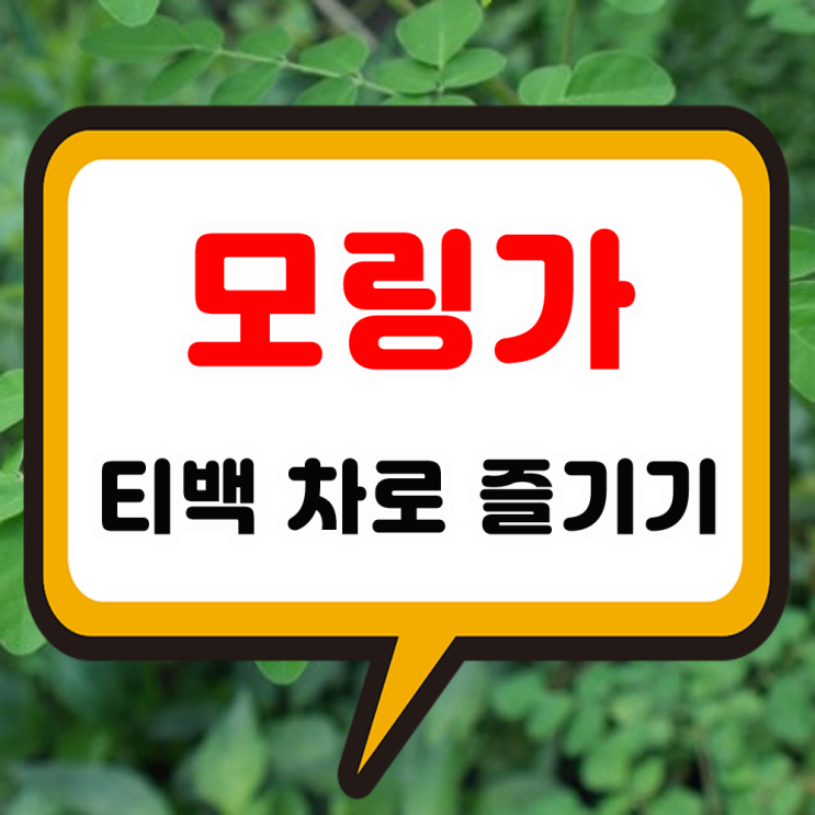 모링가 파우더 효능 잎 분말과 환 티백 차의 복용방법 및 섭취 주의할 점