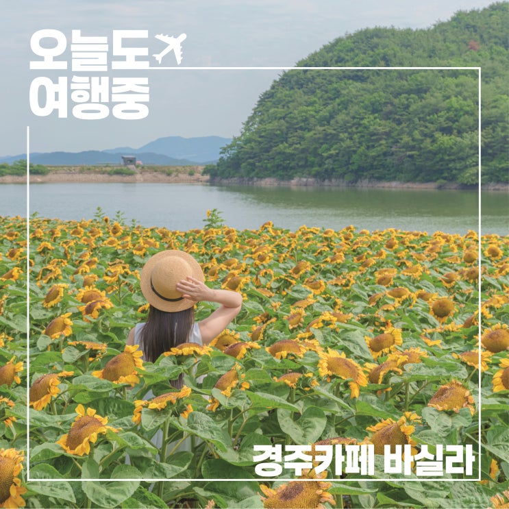  경주 해바라기 카페 바실라, 인생샷 팁까지 꼭 저장해두세요
