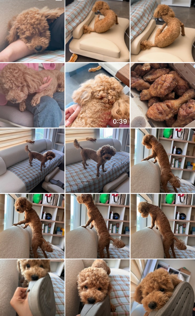  다음 중 풀림이가 없는 사진은?