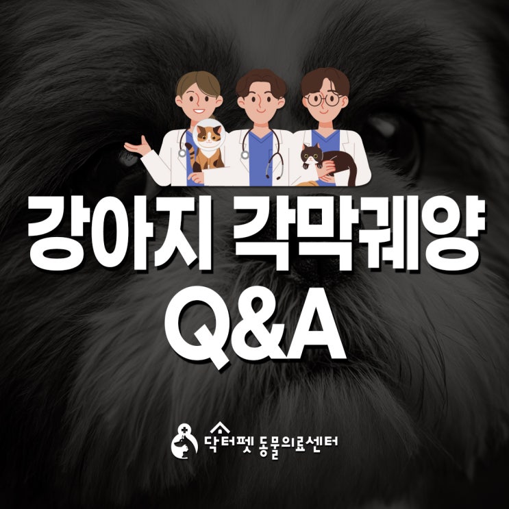  강아지 각막궤양 Q&A 모음 (부산 동물병원 닥터펫동물의료센터)