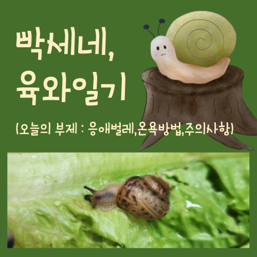 명주달팽이 키우기 / 응애벌레 관리법, 온욕방법, 주의사항