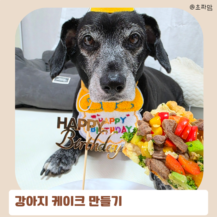  초코 9번째 생일 집에서 강아지 케이크 만들기 레시피