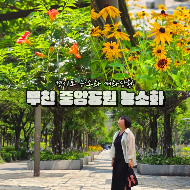  부천 중앙 공원 능소화 꽃구경 개화시기 6월 꽃구경 명소