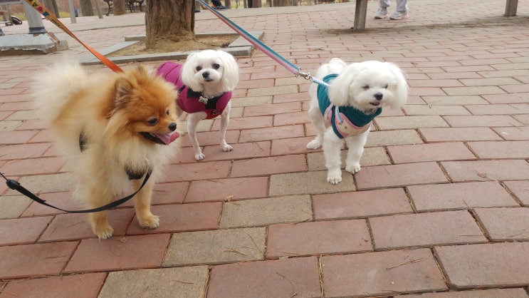  반려견 세마리 데리고 동물병원 방문해서 진득이 심장사상충 예방하고 왔어요
