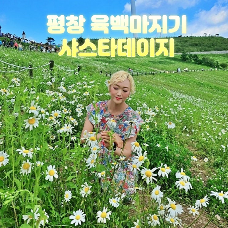  평창 청옥산 육백마지기 데이지 개화시기 샤스타데이지 6월 절정 후기
