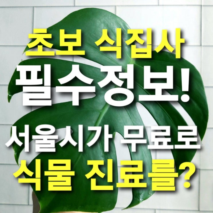  초보 식집사 필수 정보! 서울시가 무료로 식물 진료를?