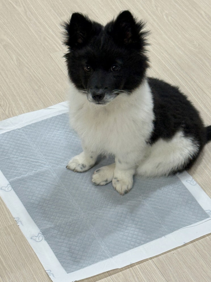 으뜸 대나무 숯 배변패드 2일에 1장 사용 가능한 냄새없는패드