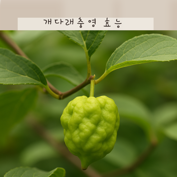 개다래충영 효능 재발견! 벌레가 만든 혹이 약이 된다고?