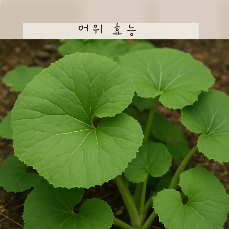 머위즙 머위 나물 효능 다양해요! 잎 뿌리 머위대 부위별 효능 알아봐요