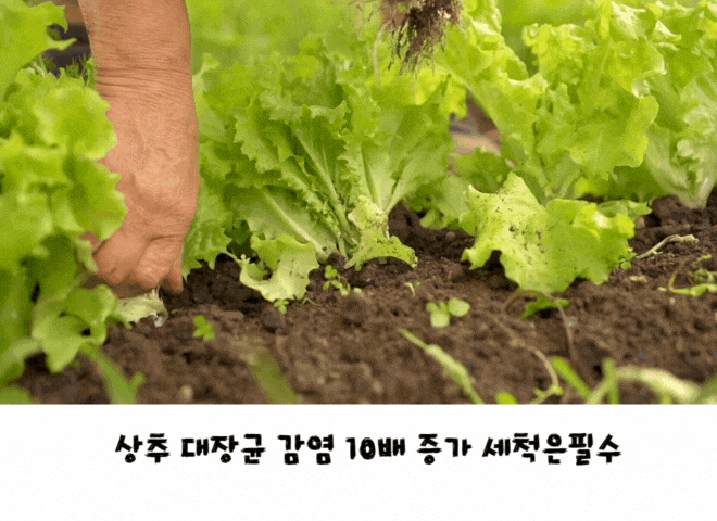  “상추 대장균 감염 10배 증가”, 식탁 위 STEC 위험과 예방법 - 상추 세척 -
