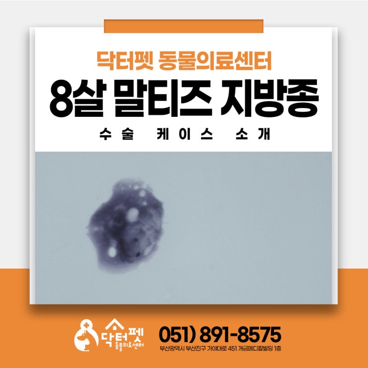 8살 말티즈 혹 단순 지방종일까? 강아지 제거 수술 시기 부산 일요일 동물병원